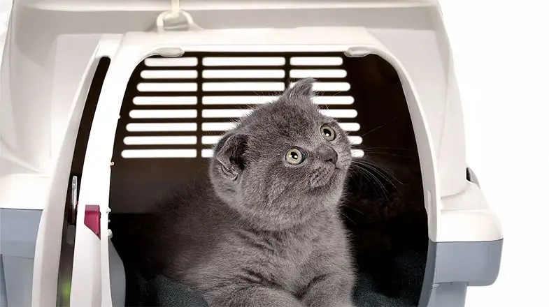 How to Travel with a Cat